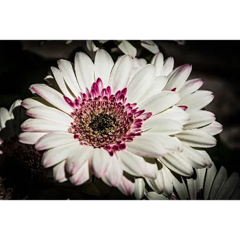 Organic Gerbera Daisy Plant